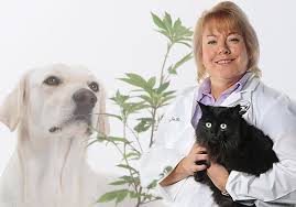 Veterinarians Recommend the Use of CBD in Pets