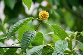 what is kratom