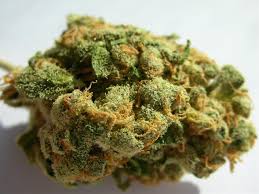 Jack Herer marijuana