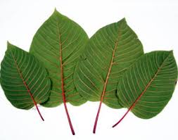 Thai kratom strains