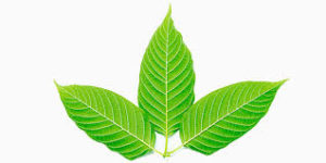 White-Veined Kratom Strains