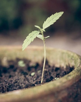 Weed Seedling Stage