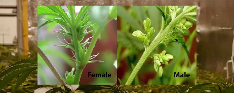 Male vs. Female Cannabis