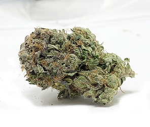 Bruce Banner Weed