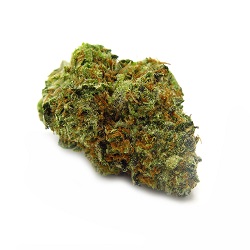 Candyland Bud