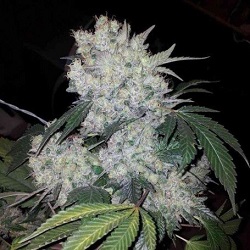 White Widow Bud